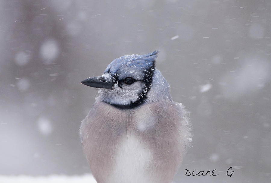 Blue Jay in a blizzard #1 Photograph by Diane Giurco