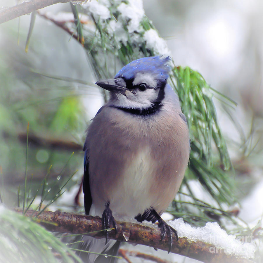 Blue Jay in the Snow #1 Photograph by Kerri Farley