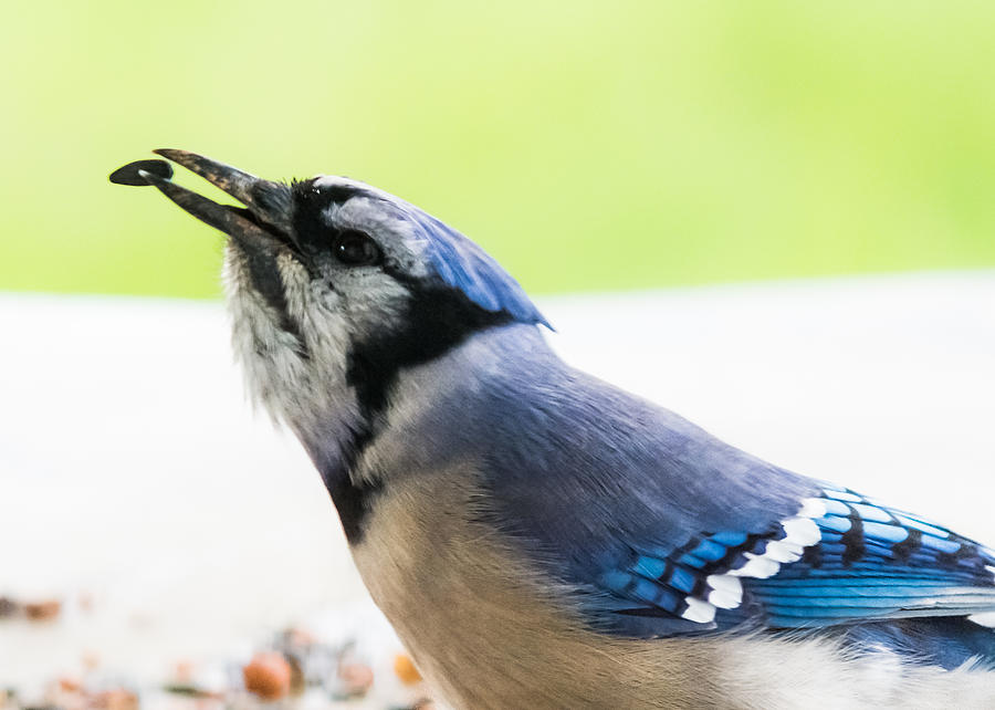 Blue Jay    Photograph by Holden The Moment