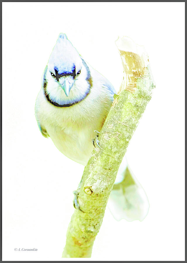 Blue Jay on Broken Tree Branch, Animal Portrait #1 Photograph by A Macarthur Gurmankin