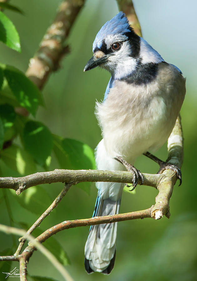 Blue Jay Photograph - Blue Jay #2 by Phil And Karen Rispin
