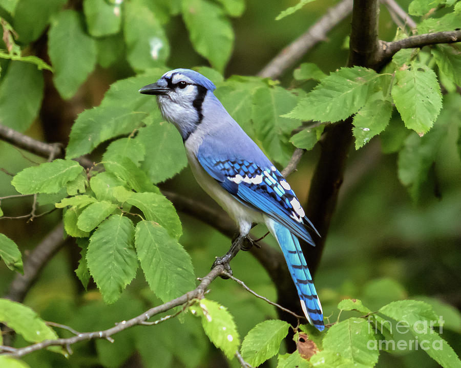 Blue Jay #1 Photograph by Phil Spitze