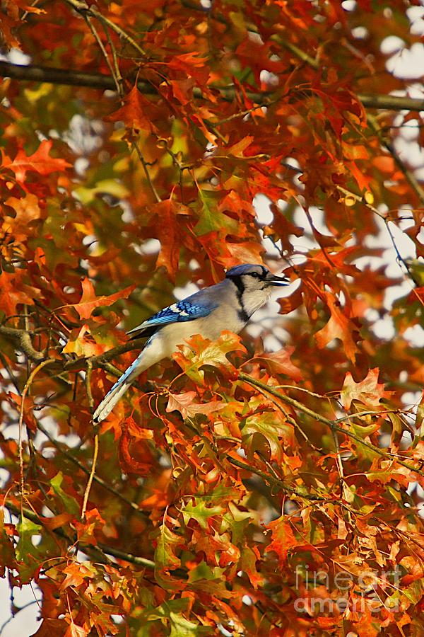 Blue Jay #1 Photograph by Robert Pearson