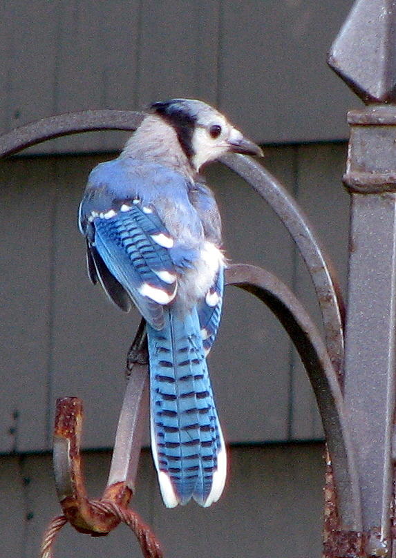 Blue Jay #1 Photograph by T Guy Spencer