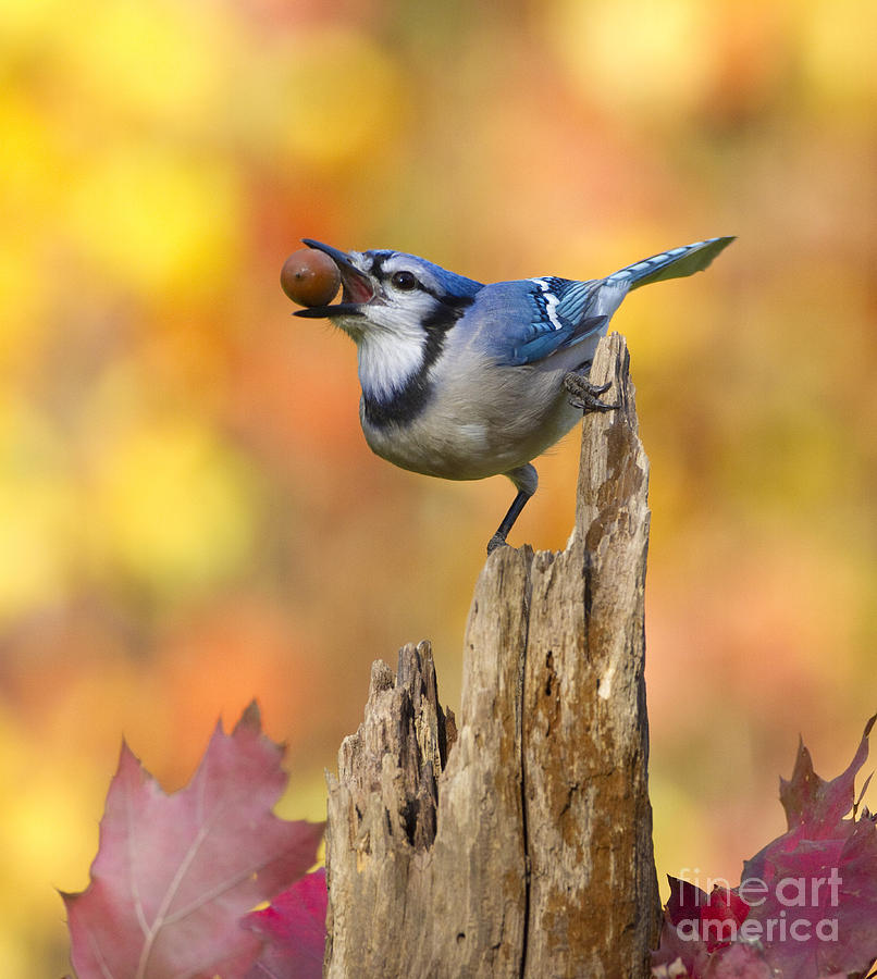 Blue Jay With Acorn #1 Photograph by Marie Read