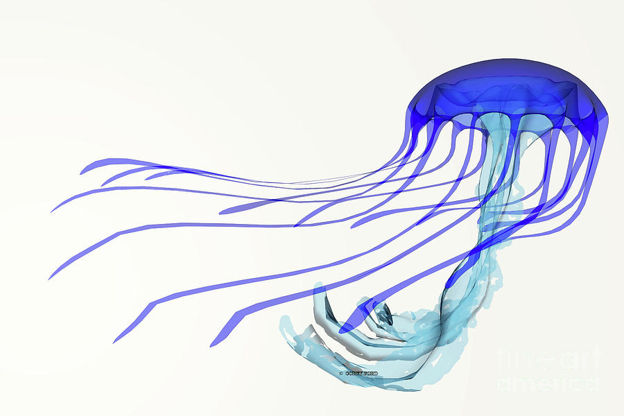 Blue Jellyfish #1 Digital Art by Corey Ford