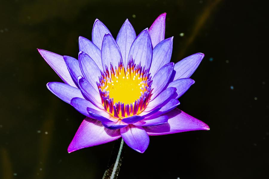 blue Lotus Flower Flower lotus nature summer green plant blossom asian ...