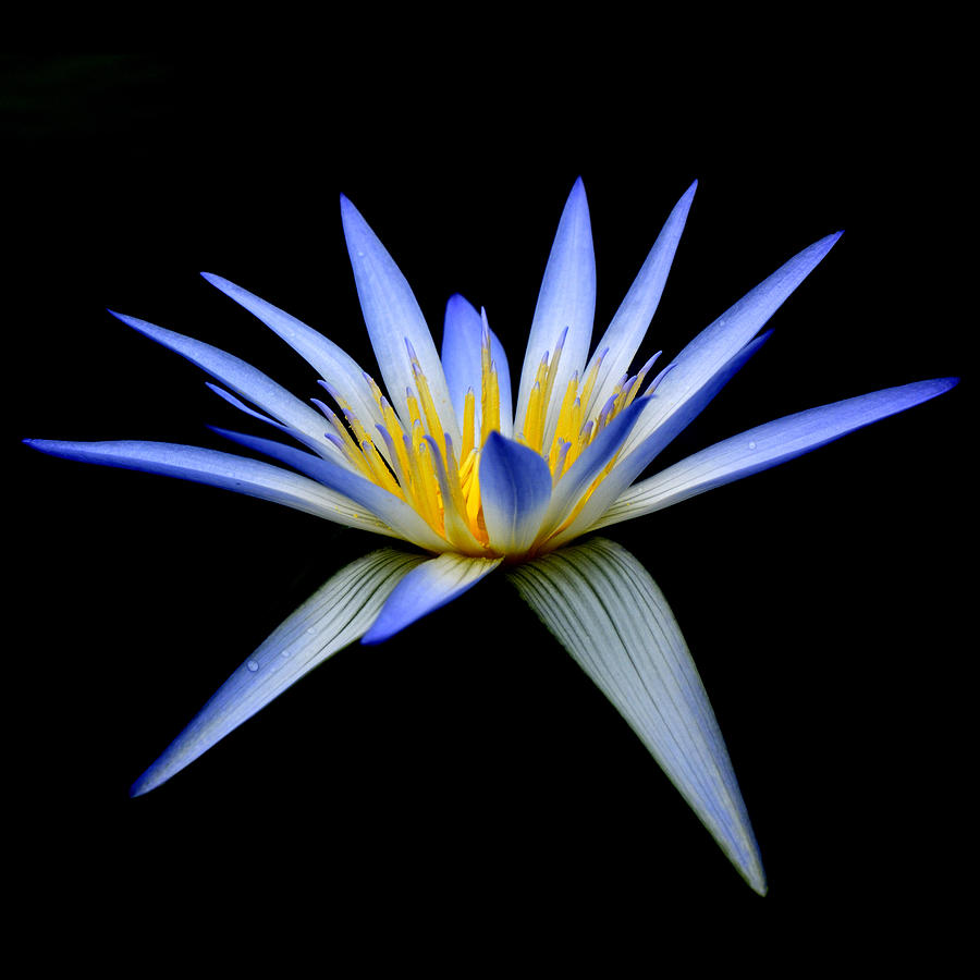 Lily Photograph - Blue Lotus #3 by Wayne Sherriff