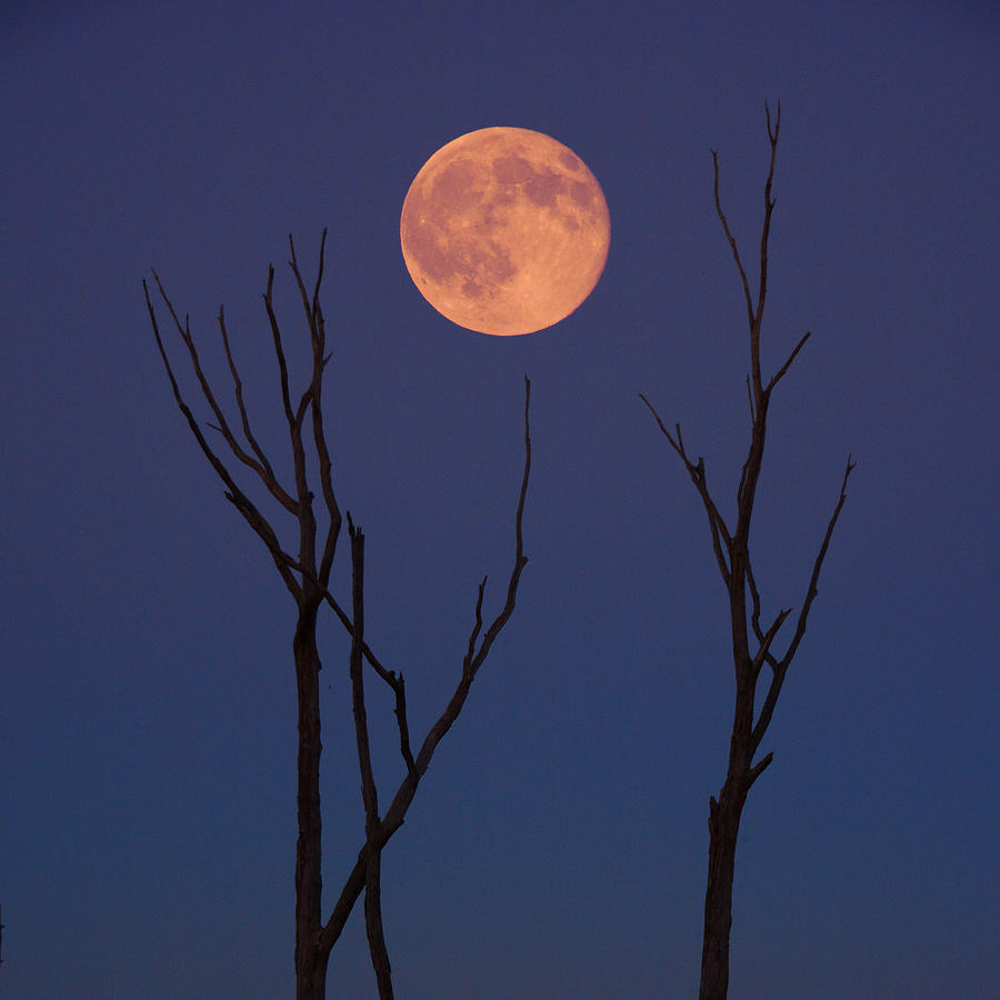 Blue Moon #1 Photograph by Raymond Salani III