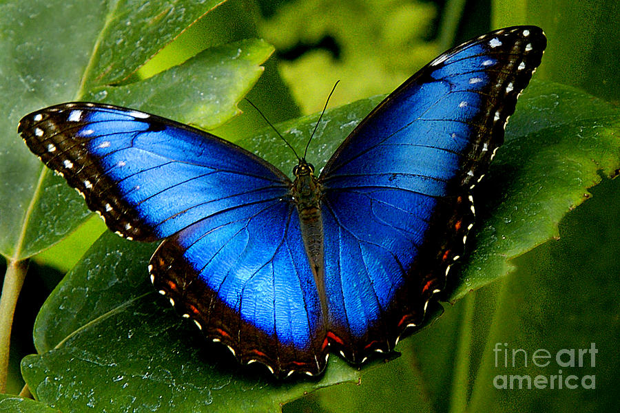 Butterfly Photograph - Blue Morpho by Neil Doren