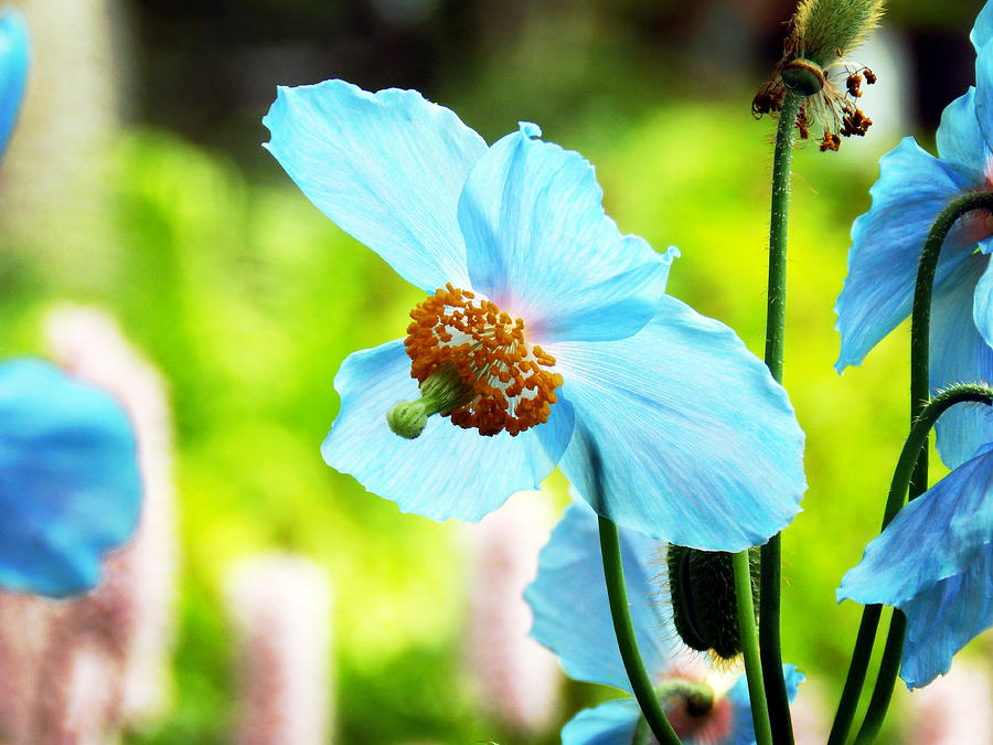 Blue Poppy #2 Photograph by Zinvolle Art