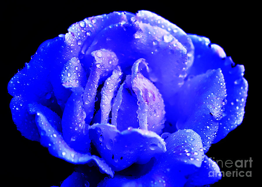 Rose Photograph - Blue Rose #1 by Clayton Bruster