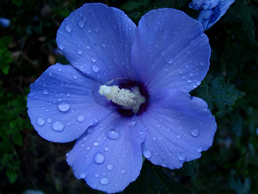 Blue Rose of Sharon II #1 Photograph by Michiale Schneider