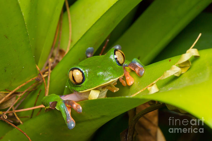 San Jose Photograph - Blue-sided Tree Frog #1 by B.G. Thomson