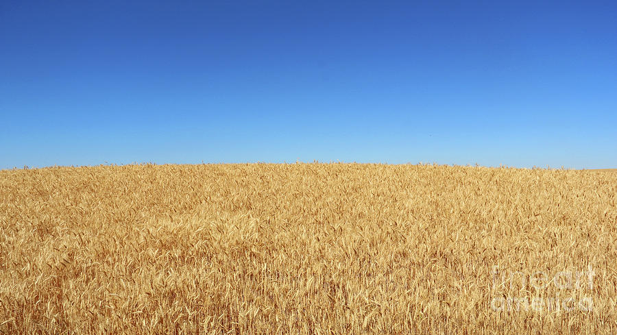 Blue Skies and Wheat  3602 #1 Photograph by Jack Schultz