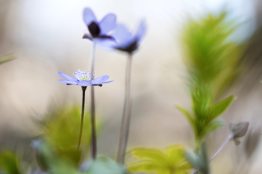 Blue spring wild flower #1 Photograph by Dirk Ercken