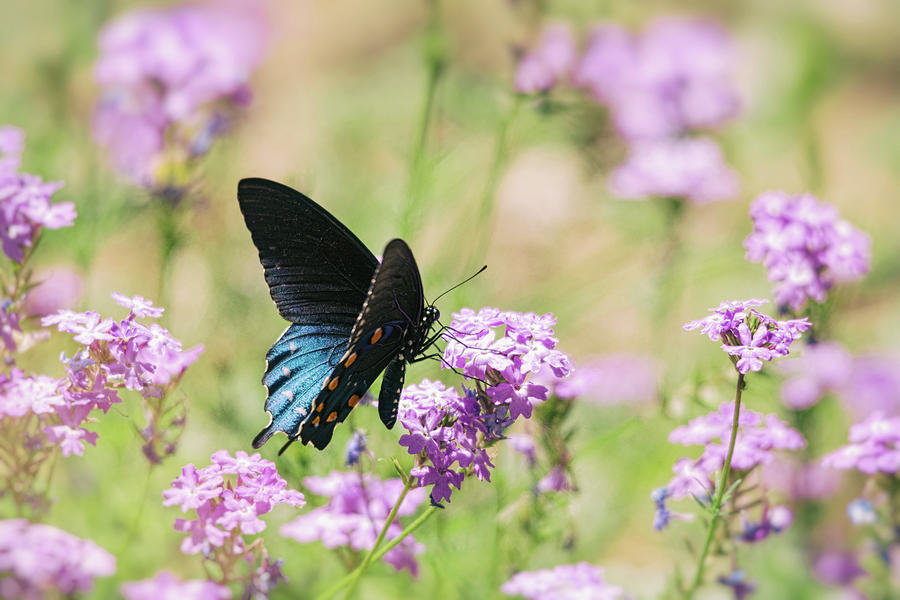 Butterfly Photograph - Blue Swallowtail Butterfly  #2 by Saija Lehtonen