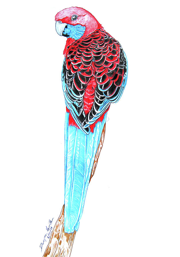 Blue Tail Parrot- The Pose Mixed Media