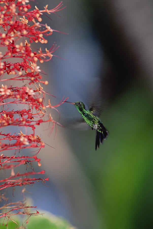 Blue-tailed Hummingbird Amazilia #1 Photograph by Konrad Wothe