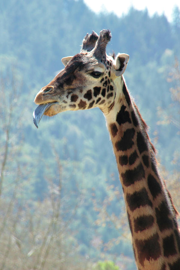 giraffes tongues blue