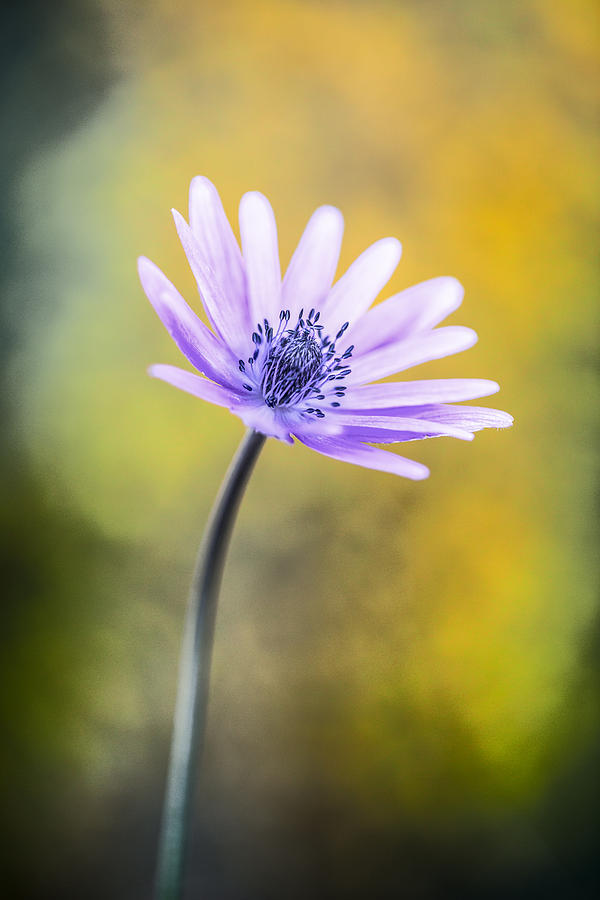 Blue Violet Daisy Wildflower #1 Photograph by Dirk Ercken
