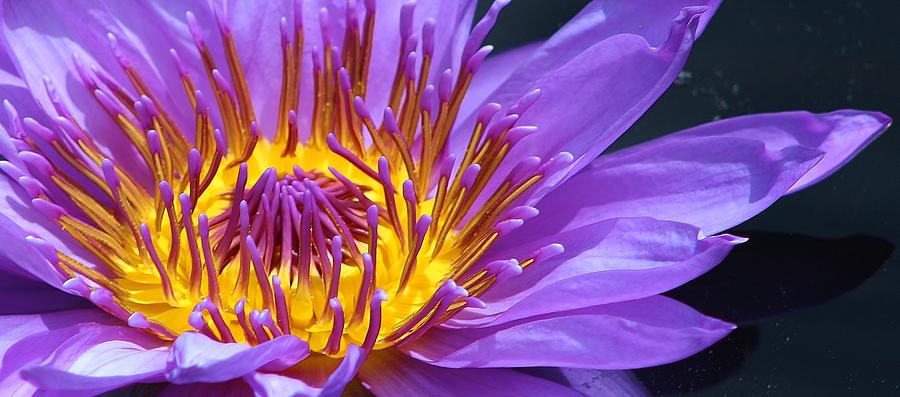 Nature Photograph - Purple Waterlily 2 by Bruce Bley