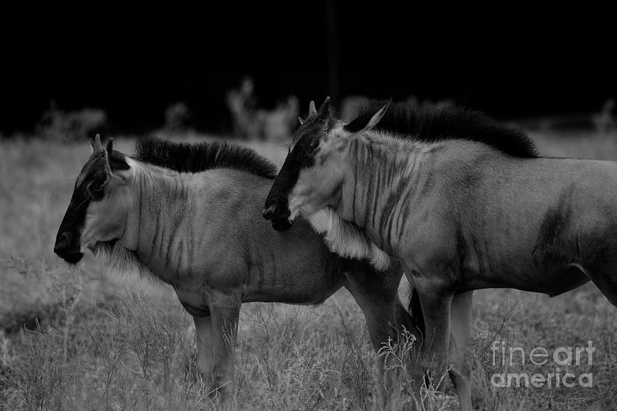 Blue Wildebeest Black and White #1 Photograph by Douglas Barnard