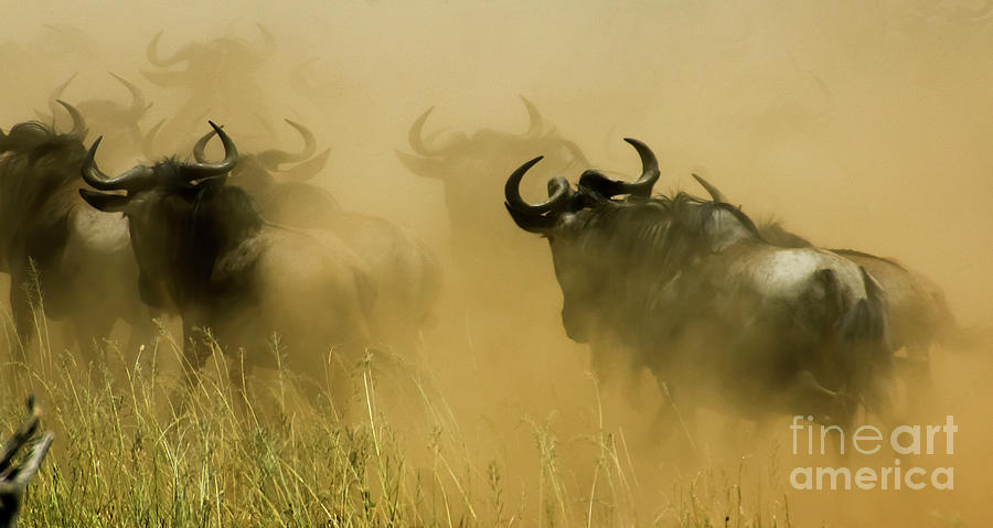 Wildlife Photograph - Blue Wildebeest migration 1 by Gilad Flesch