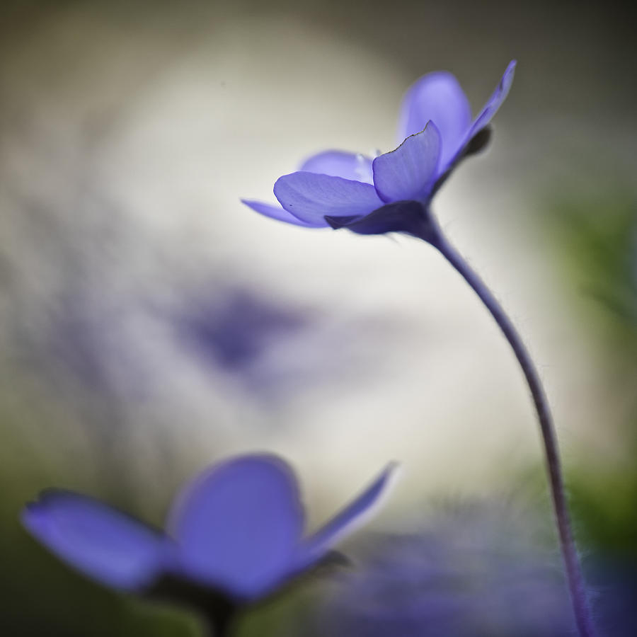 Abstract Photograph - Blue Wildflower Spring Color Abstract #1 by Dirk Ercken