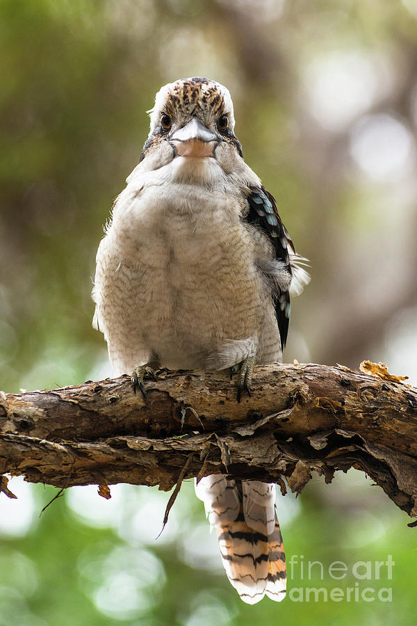 Blue-winged Kookaburra #1 Photograph by Andrew Michael