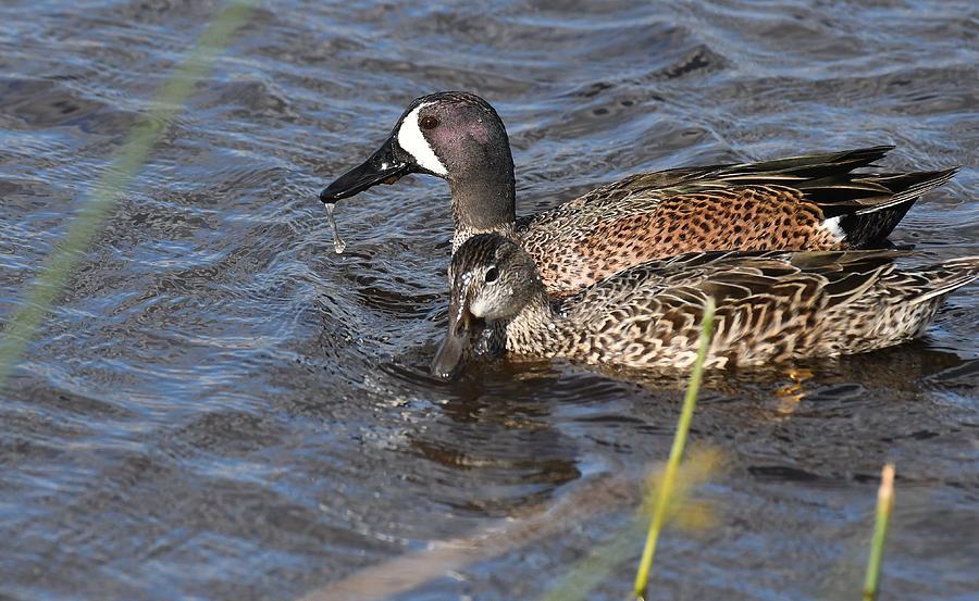 Blue-winged Teal #1 Photograph by David Campione