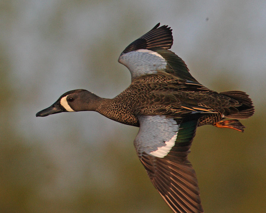 Blue-winged Teal flies by Photograph by Mark Wallner - Fine Art America