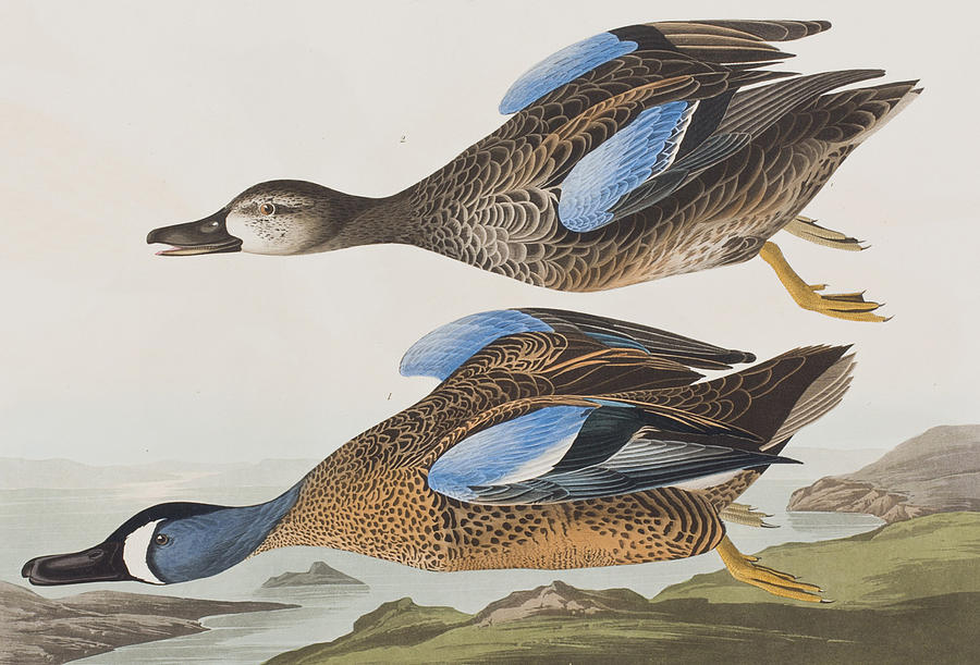 John James Audubon Painting - Blue Winged Teal by John James Audubon