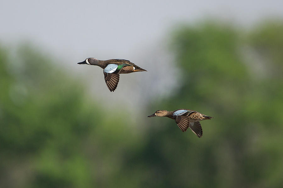 Blue-winged Teal  #1 Photograph by Ronnie Maum