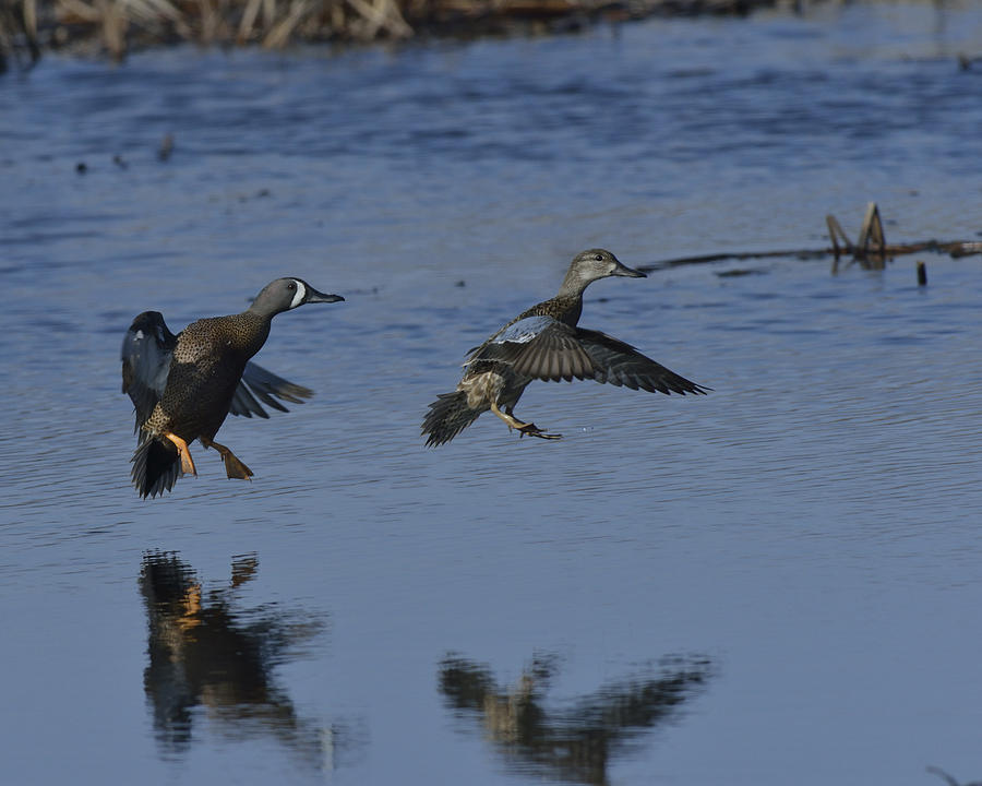 Blue-winged Teals fly in to land Photograph by Mark Wallner - Fine Art ...