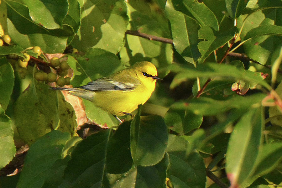 Blue-winged Warbler #1 Photograph by Alan Lenk