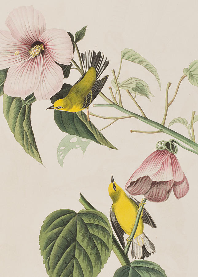 John James Audubon Painting - Blue-winged Yellow Warbler  by John James Audubon