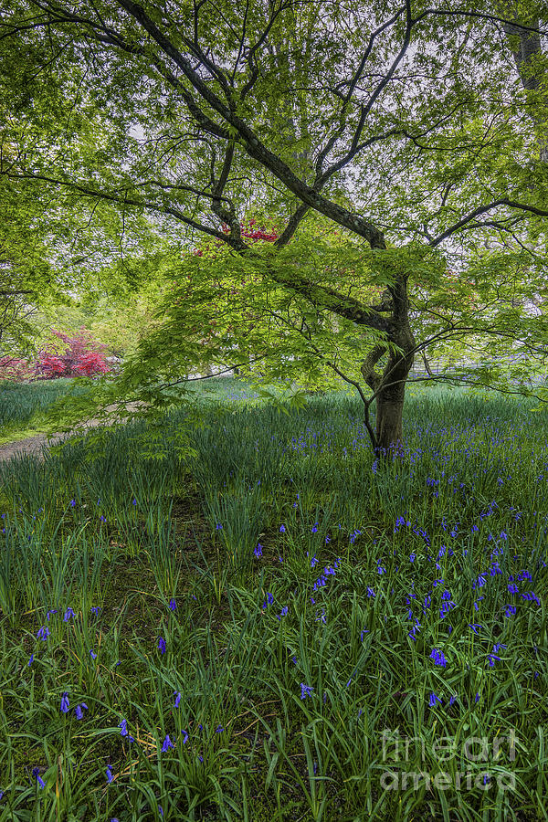 Bluebell Meadow Photograph