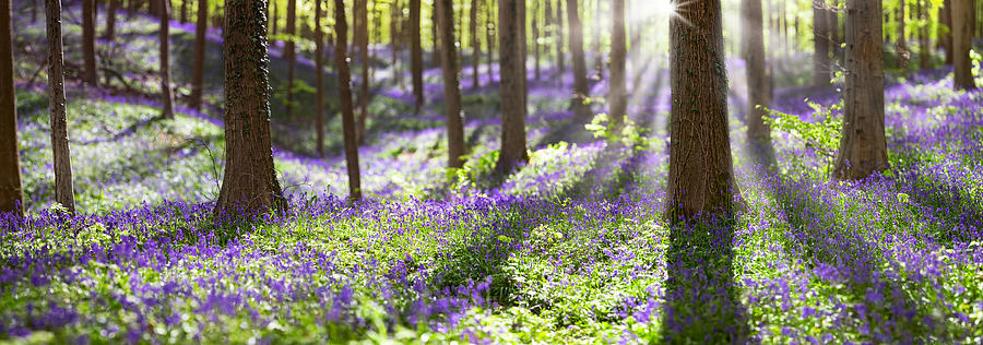 Bluebell Spring Wildflowers #1 Photograph by Dirk Ercken