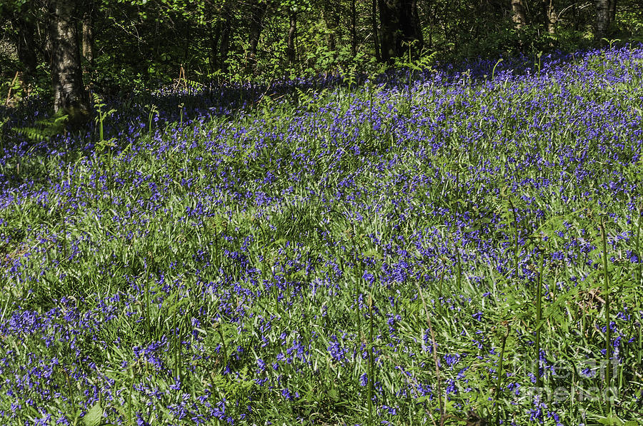 Bluebell Woods 2 #1 Photograph by Steve Purnell