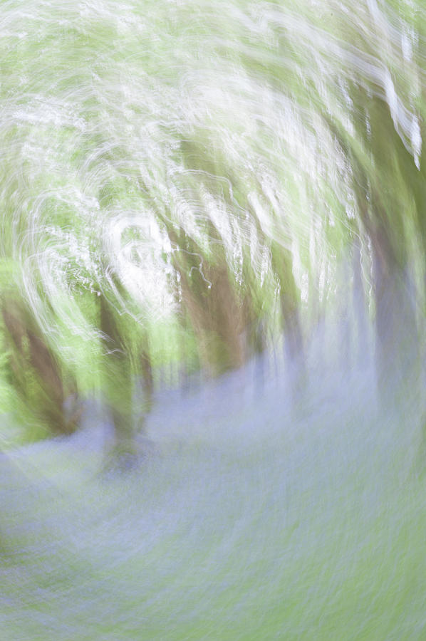 Bluebell Woods Abstract vi #1 Photograph by Helen Jackson