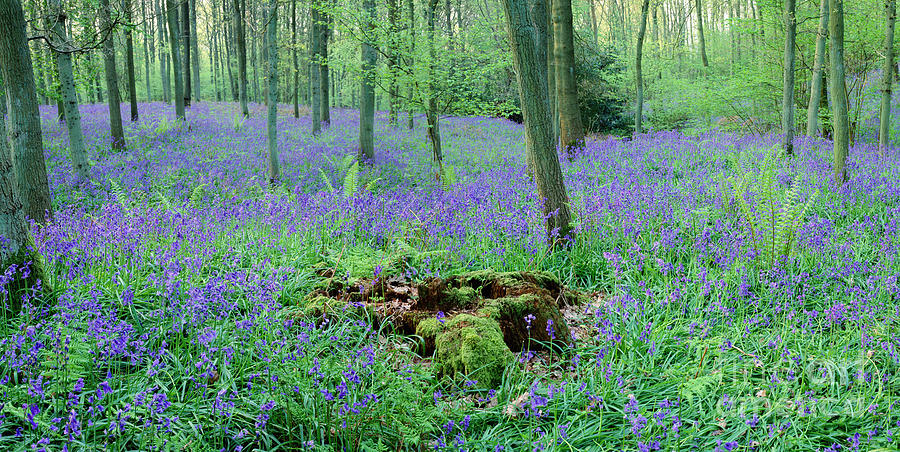 Bluebell woods panorama #1 Photograph by Warren Photographic