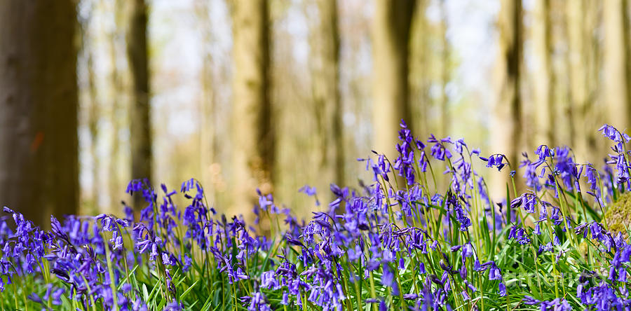 Bluebells #1 Photograph by Colin Rayner