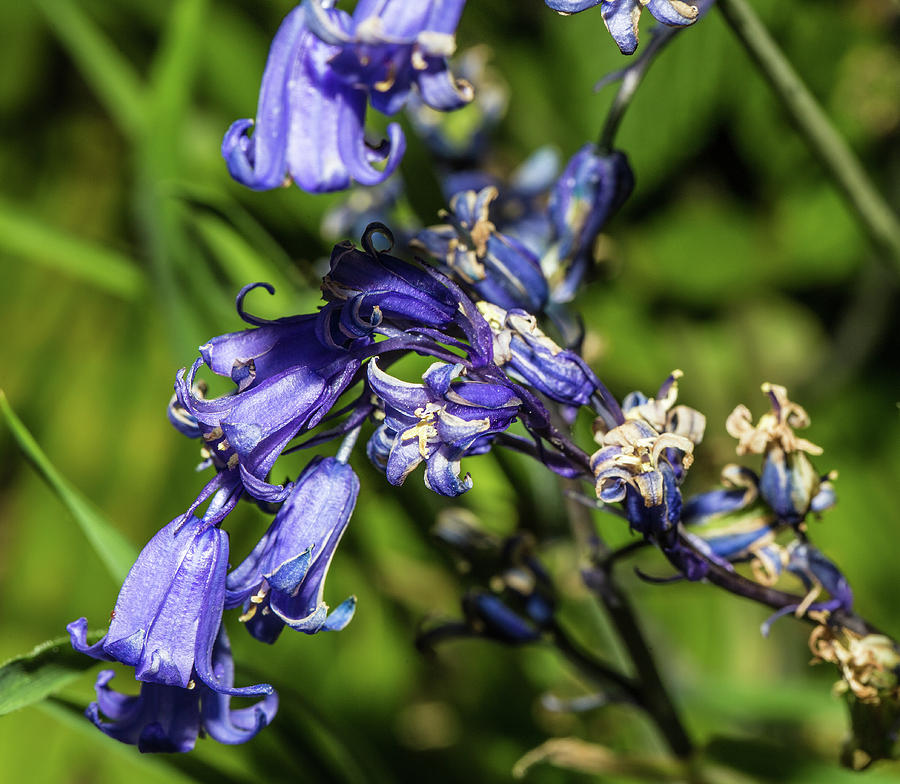 Bluebells Photograph - Bluebells #1 by Ed James