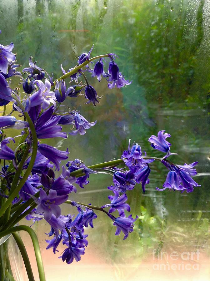 Bluebells in my Garden Window 3 Photograph by Joan-Violet Stretch