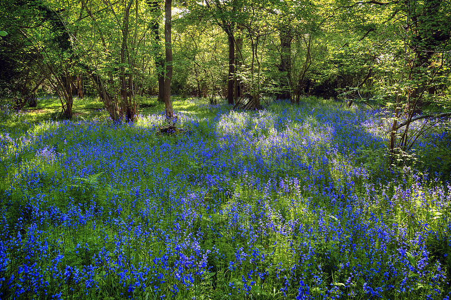 Bluebells in the New Forest #1 Photograph by Joana Kruse