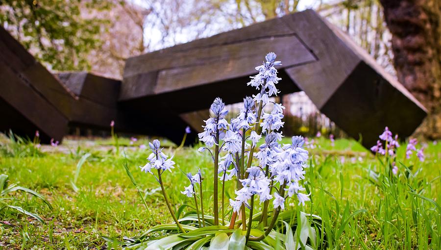 Shell Photograph - Bluebells #1 by James Fitzpatrick