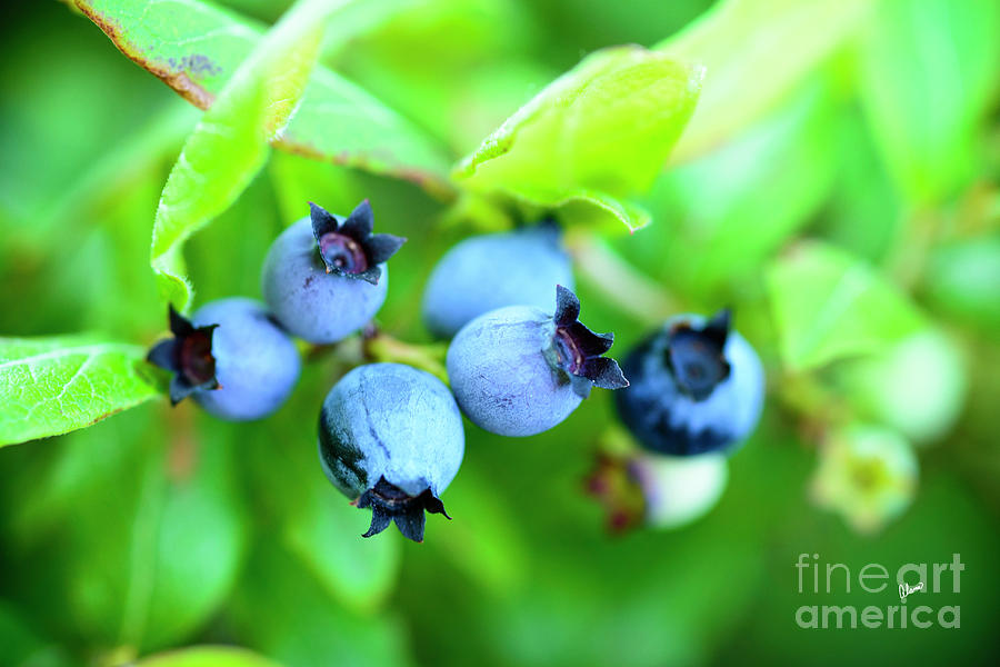 Blueberries #1 Photograph by Alana Ranney