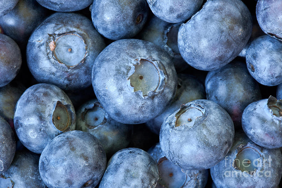 Blueberries #1 Photograph by Inga Spence