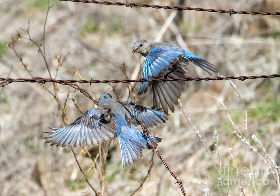 Bluebird Battle #1 Photograph by Michael Dawson